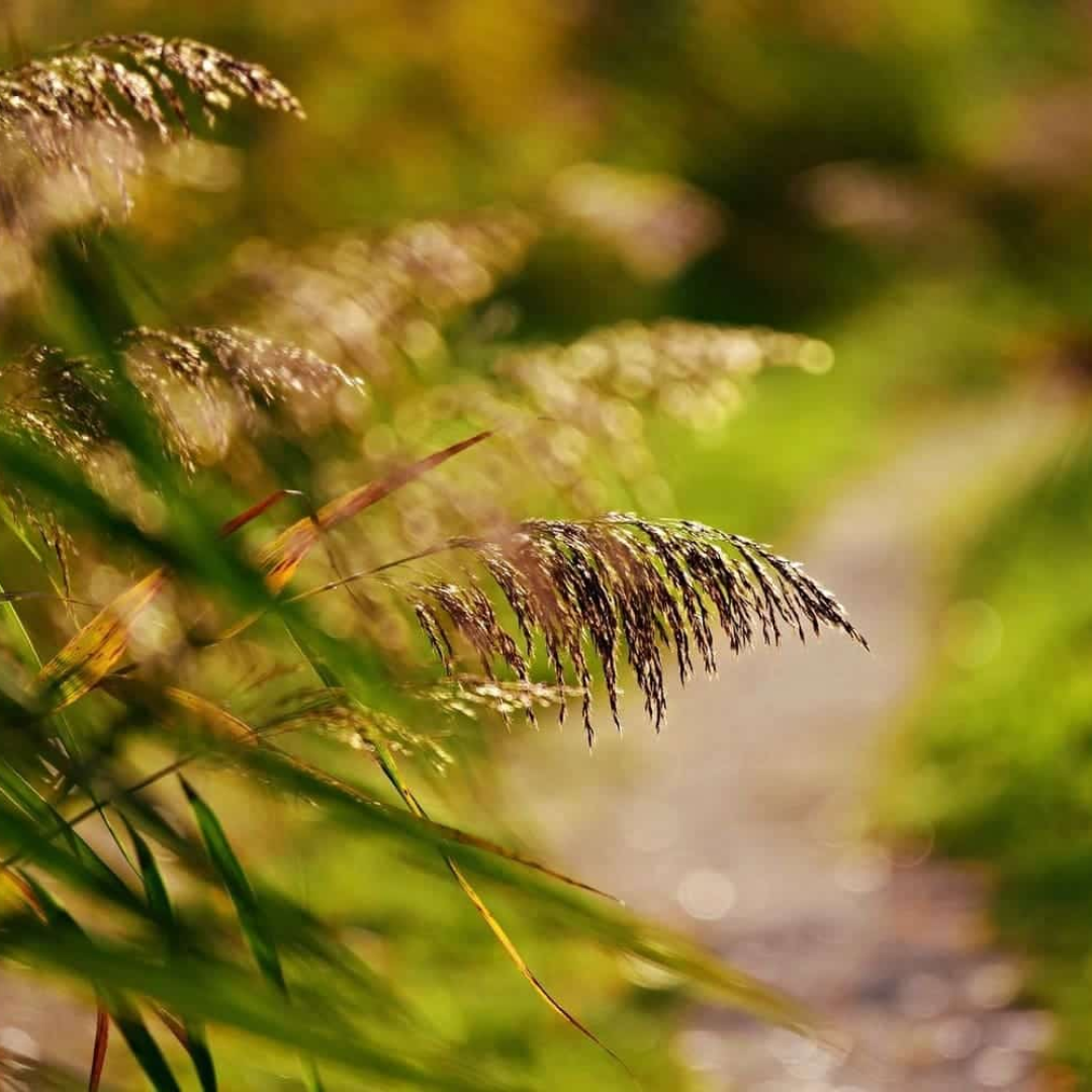 imagen de una planta