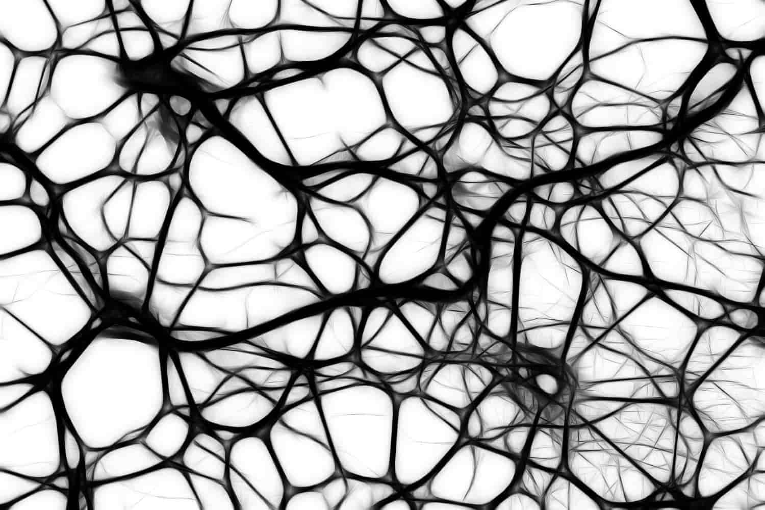 Las neuronas tienen un papel muy importante en el sistema nervioso