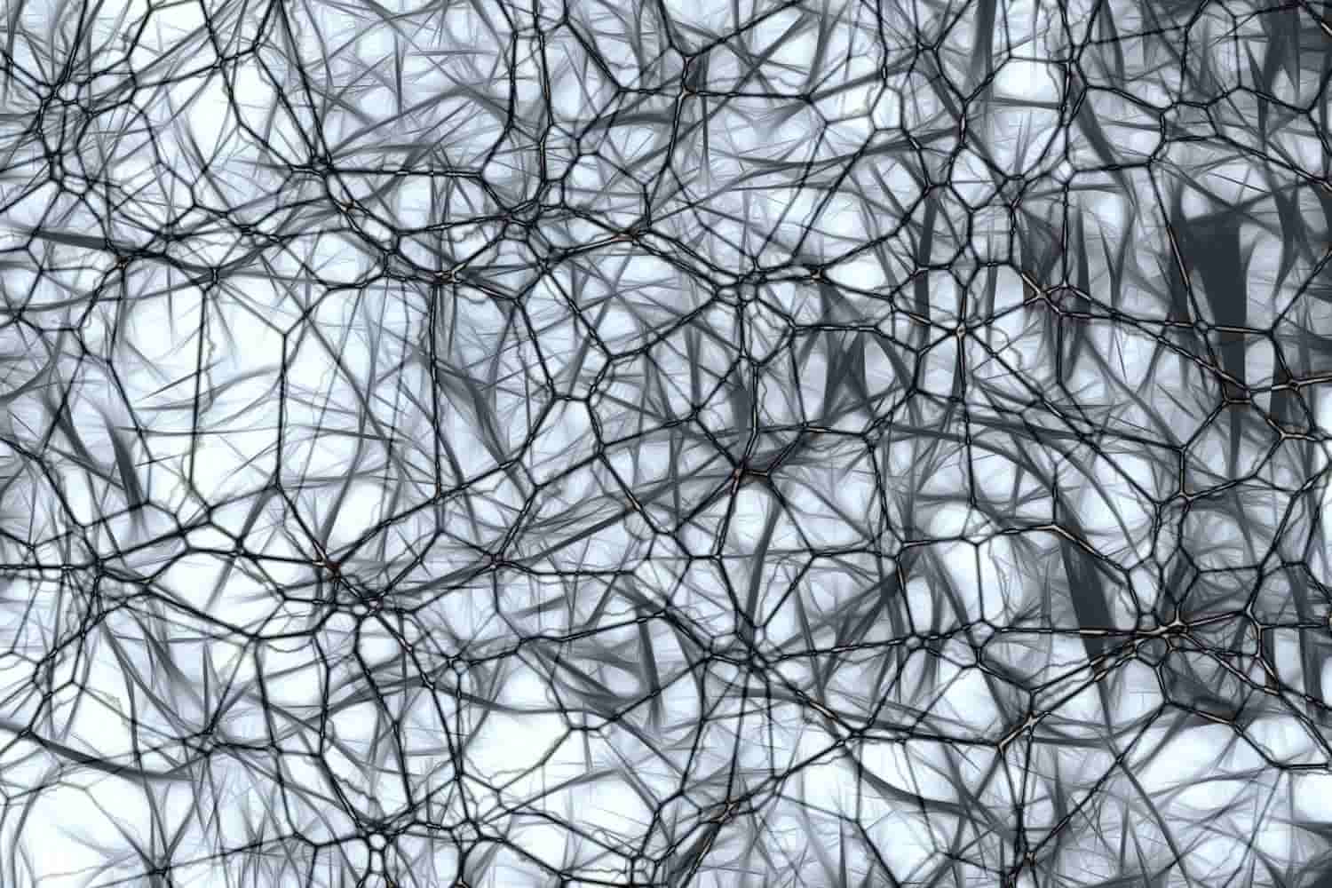 Las neuronas nos permiten recoger información del entorno que no rodea