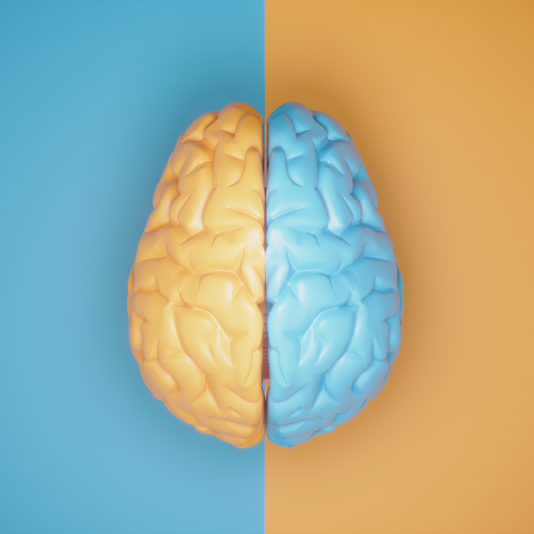imagen del cerebro, cada hemisferio de un color, azul el derecho y amarillo el izquierdo. A demás, con la imagen se busca reflejar el concepto de asimetría cerebral